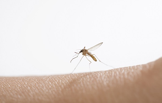 울산에서 또 발견된 '일본뇌염 모기'...가장 확실한 예방 방법은?