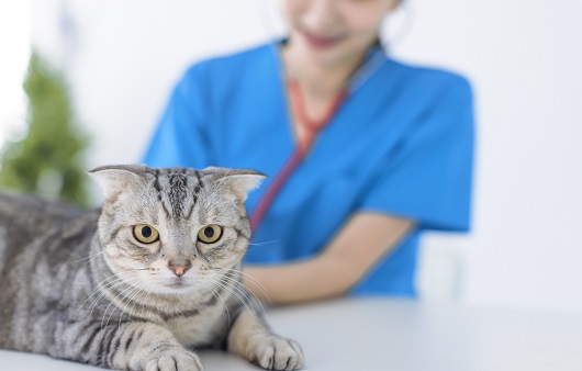 피부사상균은 가장 흔한 고양이 피부질환이다ㅣ출처: 게티이미지뱅크
