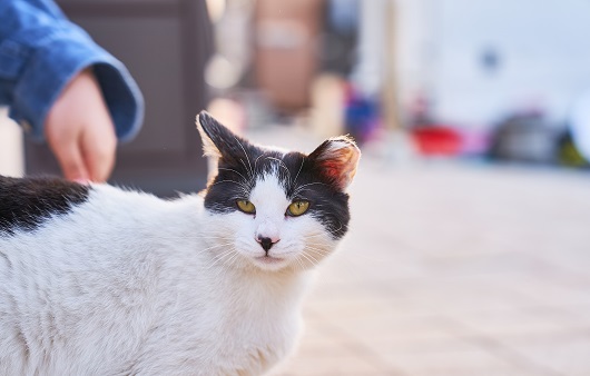 세계에서 두 번째로 발생한 '고양이 집단 폐사'...고병원성 조류인플루엔자가 원인