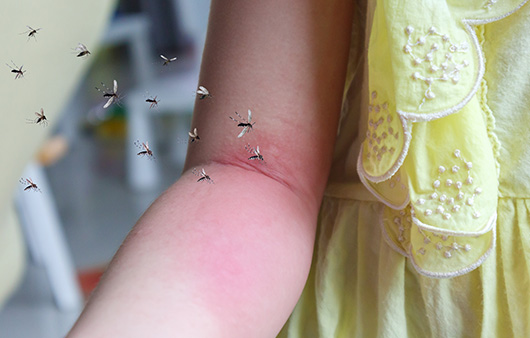 모기매개 감염병이 증가하고 있다ㅣ출처: 게티이미지뱅크
