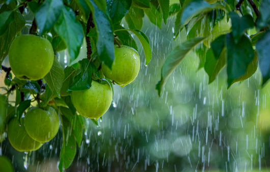 비가 많이 내리는 여름철은 온도와 습도가 높아 식재료 구입과 보관이 중요하다 | 출처 : 클립아트코리아