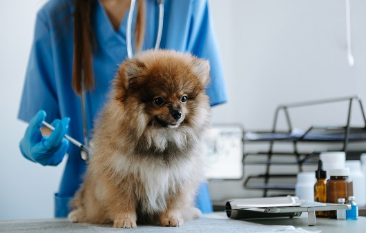 강아지 홍역은 백신 접종으로 예방이 가능하다 | 출처: 게티이미지뱅크