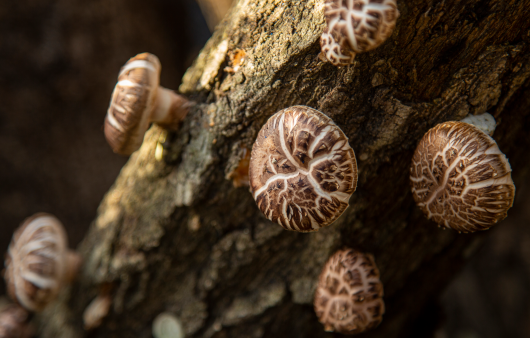 가을에 나는 버섯은 향과 맛, 영양이 모두 우수하다 | 출처 : 클립아트코리아
