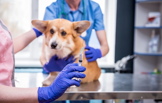강아지도 필수 예방접종이 있다ㅣ출처: 게티이미지뱅크