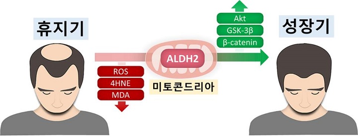 aldh2 활성화 통해 산화 스트레스 감소를 감소시키고 베타카테닌을 증가시킴으로써 모낭을 성장기로 회복시킬 수 있다｜출처: 서울대병원