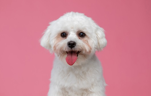강아지의 눈가에 붉은 눈물자국이 심하게 나타나면 유루증을 의심할 수 있다ㅣ출처: 게티이미지뱅크