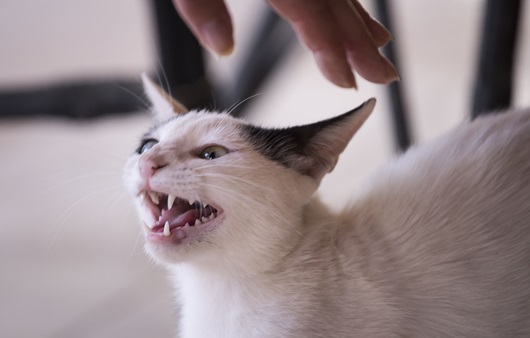 고양이가 치매에 걸리면 불안감과 공격성이 높아지는 증상을 보일 수 있다｜출처: 게티이미지뱅크