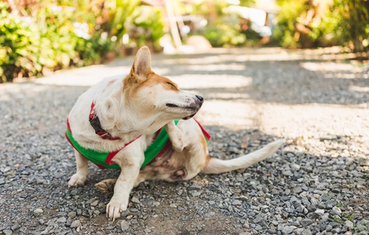 강아지가 계속해서 몸을 긁으면 탈모나 세균 감염 등으로 진행될 수 있다ㅣ출처: 게티이미지뱅크