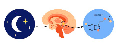 멜라토닌은 강력한 항산화제로서 체내 활성산소를 억제하고 세포 손상을 막는다｜출처: 클립아트코리아