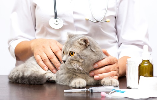 “건강하던 고양이가 갑자기…” 전국에 확산하는 ‘고양이 급성 신경·근육병증’이란?