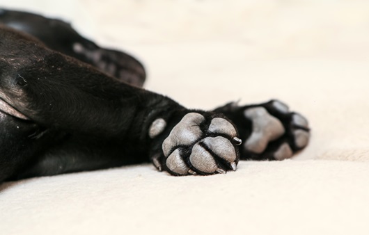 거칠어진 강아지 발바닥…발 많이 핥고 못 걷는다면 질환 의심해야