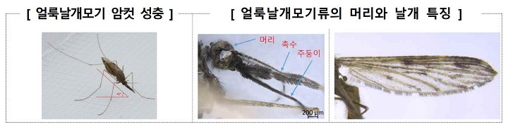 얼룩날개모기｜출처: 질병관리청