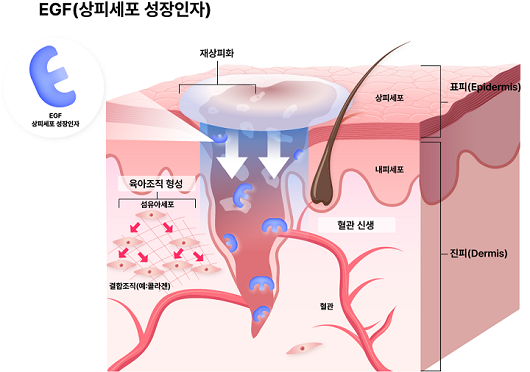 EGF의 작용 기전