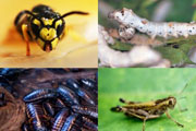 혐오스러운 벌레들이 당신을 건강하게 한다면?