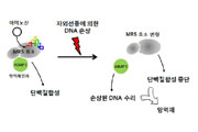 암 억제에 중요한 단백질합성-DNA 조절효소 첫 발견