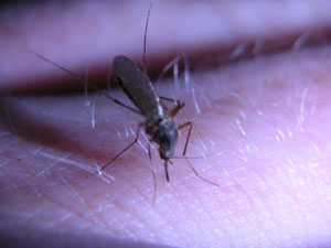 일본뇌염 매개 모기 올해 첫 발견