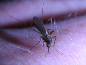 말라리아 매개모기 지속 출현, 야외 활동 시 주의